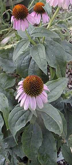 Purple Coneflower(Echinacea purpurea)