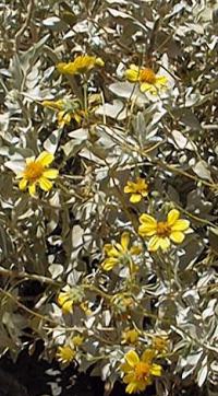 Brittlebush