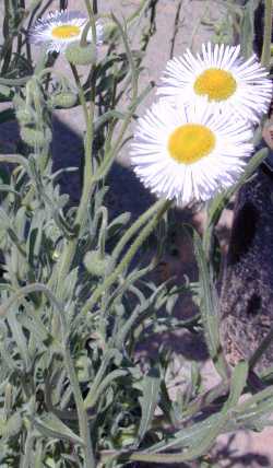 Spreading Fleabane