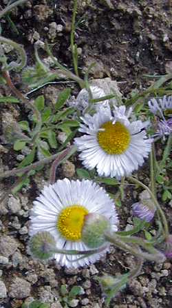Beautiful Fleabane(Erigeron formosissimus)