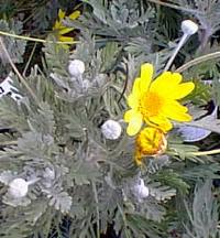 Bush Daisy(Euryops pectinatus)