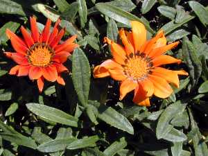 Gazania 'Fiesta Red'(Gazania rigens cv. 'Fiesta Red')