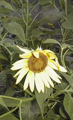 Sunflower(Helianthus annuus)
