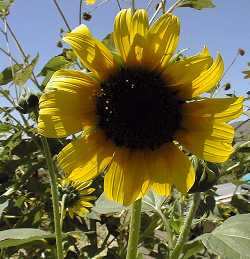 Sunflower(Helianthus annuus)