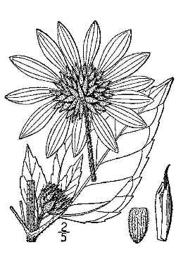 Sunflower(Helianthus annuus)