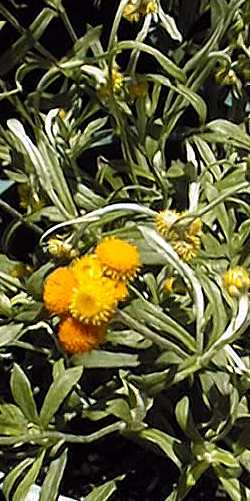 Strawflower, Everlasting, Paper Daisy(Bracteantha bracteata)