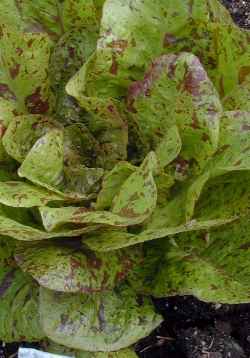 Lettuce(Lactuca sativa)