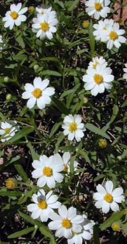 Blackfoot Daisy