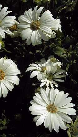 Osteospermum Dandenong PPAF(Osteospermum )