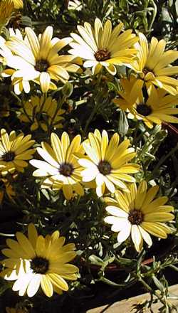 Osteospermum 'Symphony'(Osteospermum )