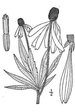 Prairie Coneflower, Drooping Coneflower(Ratibida pinnata)