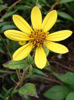 Cutleaf Coneflower, Tall Coneflower(Rudbeckia laciniata)