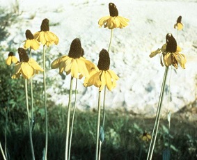 Great Coneflower(Rudbeckia maxima)