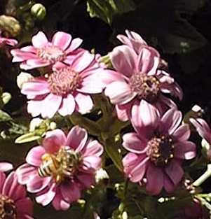 Cineraria(Senecio cruentus)