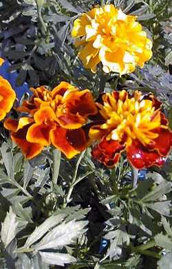 Marigold(Tagetes patula)