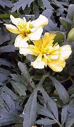 Marigold(Tagetes patula)