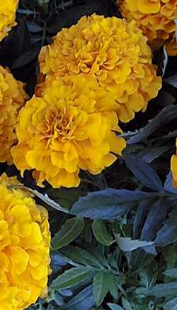 Marigold(Tagetes patula)