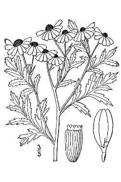 Feverfew(Tanacetum parthenium)