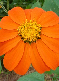 Mexican Sunflower