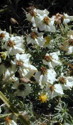 Desert Zinnia