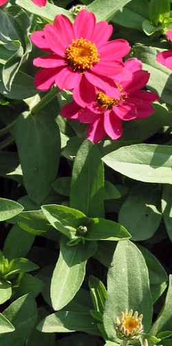Narrowleaf Zinnia(Zinnia angustifolia)