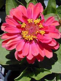 Zinnia