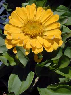 Zinnia(Zinnia elegans)