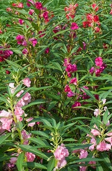 Garden Balsam(Impatiens balsamina)