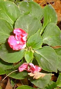 Busy Lizzie, Impatiens(Impatiens wallerana)