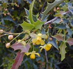 Red Barberry, Desert Barberry(Berberis haematocarpa)