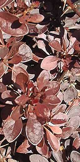 Japanese Barberry(Berberis thunbergii)