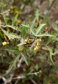 Barberry, Algerita(Mahonia trifoliolata)