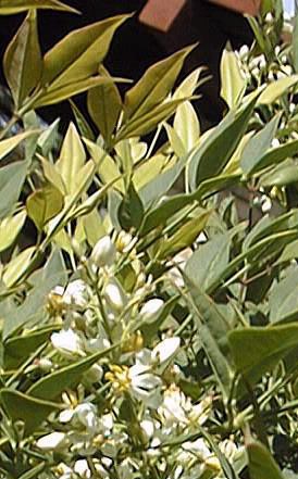 Heavenly Bamboo(Nandina domestica)