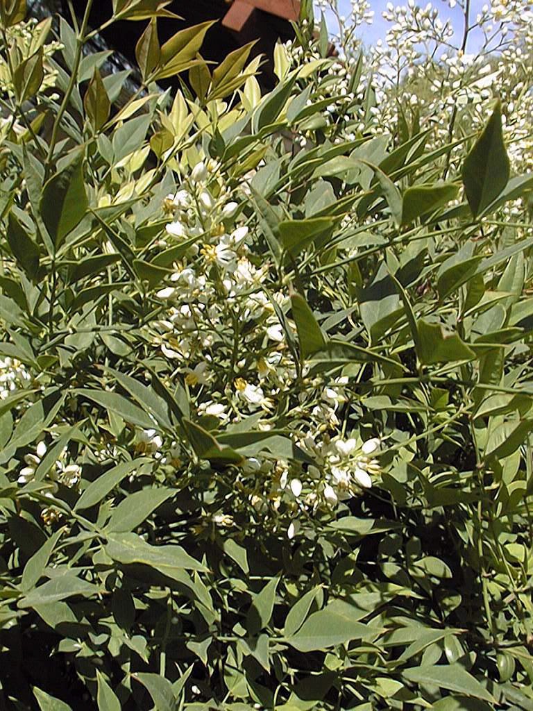 Heavenly Bamboo (Nandina domestica)