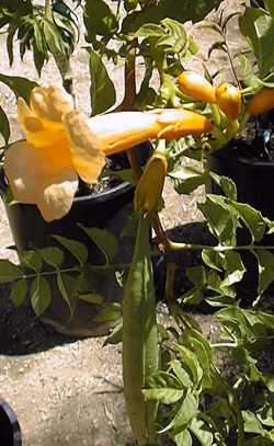 Trumpet Creeper, Trumpet Vine(Campsis radicans)