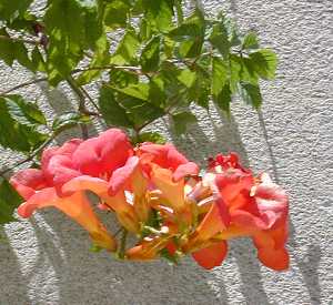 Trumpet Creeper, Trumpet Vine(Campsis radicans)