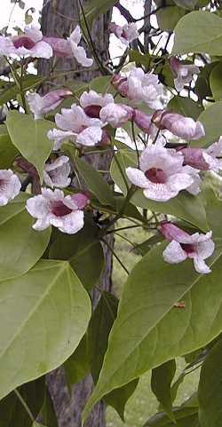 Beijing Catalpa, Manchurian Catalpa(Catalpa bungei)