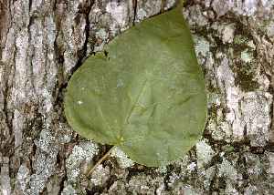 Northern Catalpa(Catalpa speciosa)