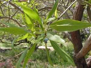 Chitalpa(Chitalpa tashkentensis)