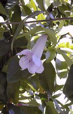 Violet Trumpet Vine(Clytostoma callistegioides)