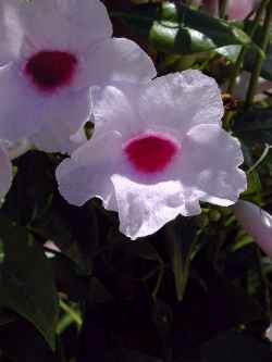 Bower Vine(Pandorea jasminoides)