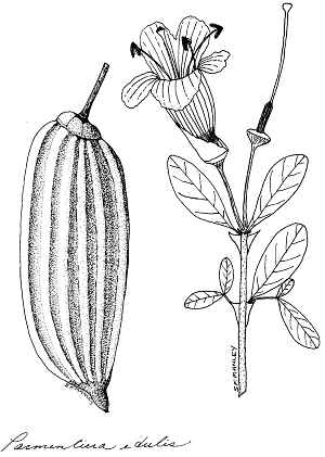 Guajilote, Cuachilote(Parmentiera edulis)