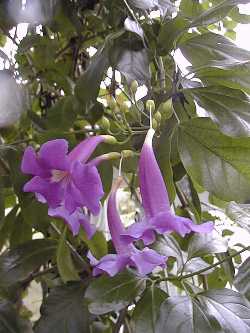 Glow Vine(Saritaea magnifica)