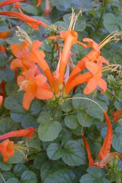 Cape Honeysuckle(Tecomaria capensis)