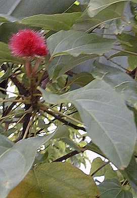 Annato, Lipstick Plant(Bixa orellana)