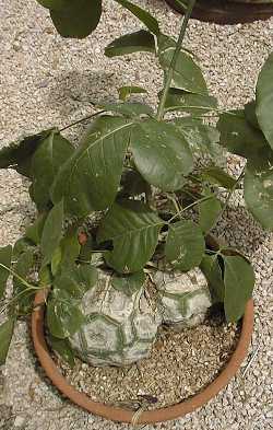 Shaving Brush Tree(Pseudobombax ellipticum)