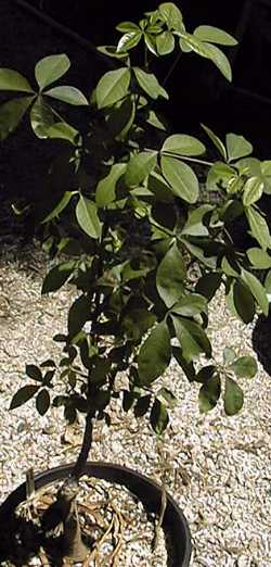 Kapok(Ceiba acuminata)