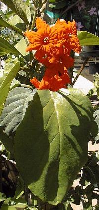 Geiger Tree, Scarlet Cordia(Cordia sebestena)