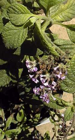 Heliotrope, Cherry Pie(Heliotropium arborescens)