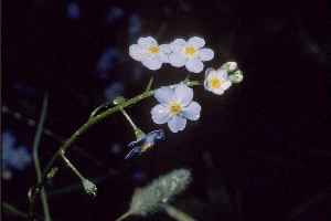 True Forget-Me-Not(Myosotis scorpioides)